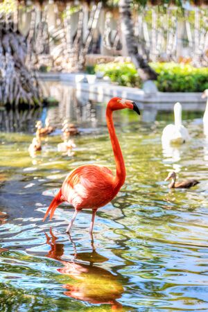 Pink American flamingos on a pond in the Caribbean の写真素材