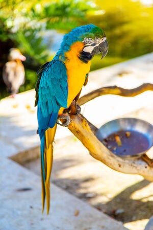 Colorful blue-and-yellow macaw parrot perched on branch with natural bokeh background.の写真素材