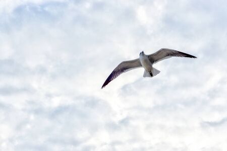 Seagull flying against cloudy skies with copy space.の写真素材