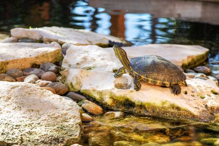 Red-eared pet terrapin turtle in a pond. The turtle is a semi aquatic specie belonging to the family Emydidae.の写真素材