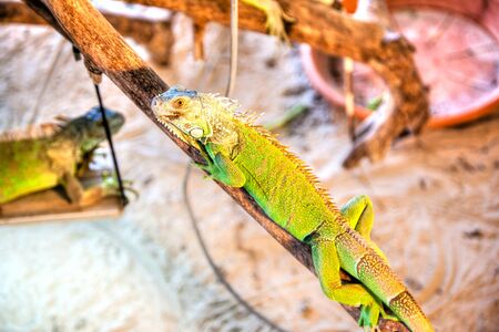 Single green iguana pet crawling on wooden branches and locked up in a cage.の写真素材