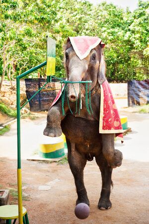 Trained elephant on its hind legs dunks a basketball through the hoop in Indonesia.の写真素材