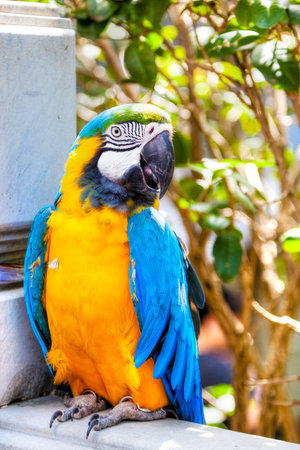 Blue-and-yellow macaw parrot on sale at the Yuen Po Street bird garden in Kowloon, Hong Kong. The...