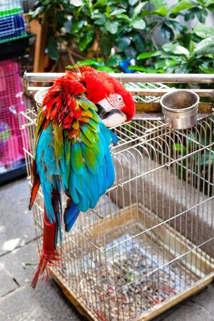 Macaw parrot pecking feathers outside its birdcage at the Yuen Po Street bird garden in Kowloon, Hong Kong. The public park is designed like a traditional Chinese garden with dozens of stalls selling exotic birds, beautifully crafted bamboo cages and other bird-care paraphernalia. Vertical.の写真素材