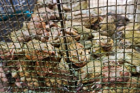Live East Asian bullfrogs or Taiwanese frogs in a cage for sale as delicacies in a wildlife market in China.の写真素材