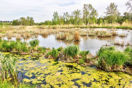 Wetland marsh at Dale Hodges Park, a large outdoor natural environment park that lies along the northern bank of the Bow River in Calgary, Alberta, Canada.の写真素材