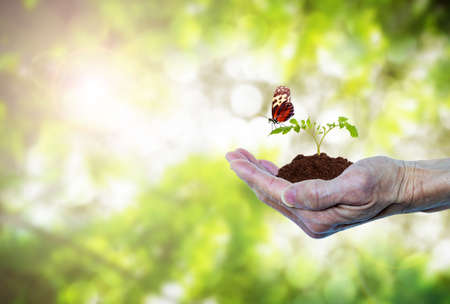 Earth Day or forest conservation concept showing hand of an elderly senior holding a growing tree sprout seedling with butterfly. Green environment nature field bokeh background with copy space.の写真素材