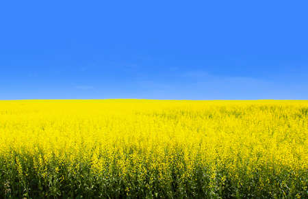 Yellow canola field with blue sky depicts the flag of Ukraine, the world's third largest exporter of the crop. This image depicts Ukraine as one of the world's largest agricultural producers during peace times.の写真素材