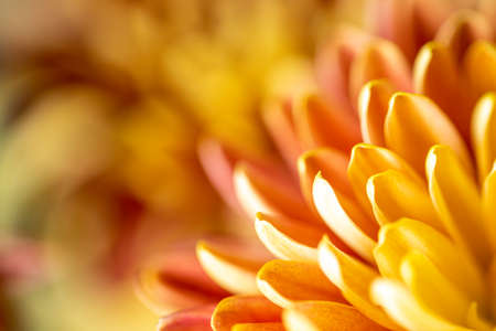 Abstract blooming Chrysanthemum flower macro with deliberate bokeh background and copy space.の写真素材