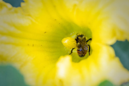 Closeup of an orange-belted bumble bee covered in yellow pollen as it collects nectar in yellow flower. Also known as tricolored bumblebee, this honey bee is commonly found in Canada.の写真素材