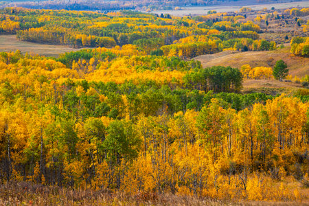 Stunning autumn colors of prairie and forest landscape in Alberta close to Calgary and Banff in the Canadian Rockies of Canada.の写真素材