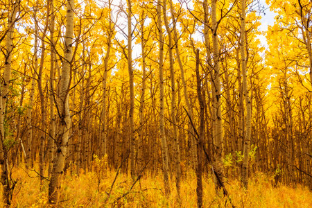 Autumn birch forest landscape in the prairies of Southern Alberta near Calgary, Canada. Nature season background.の写真素材