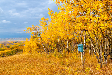 Blue bird box surrounded by autumn birch trees against blue sky landscape in the prairies of Southern Alberta near Calgary, Canada. Nature season background.の写真素材