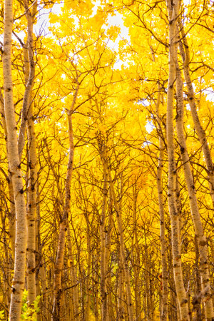 Autumn birch forest landscape in the prairies of Southern Alberta near Calgary, Canada. Nature season background, vertical orientation.の写真素材