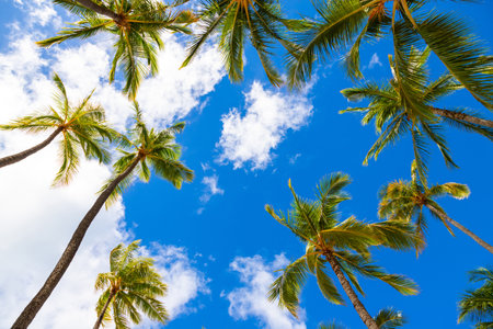 Coconut palm tree on white clouds and blue sky background at the beach with copy space.の写真素材