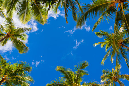 Coconut palm tree on white clouds and blue sky background at the beach with copy space.の写真素材