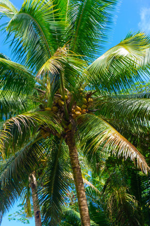 From below palm tree with green branches and coconuts against blue sky in Hawaii.の写真素材