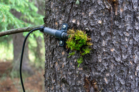 Hidden, motion-activated trail counter mounted on a tree in Banff National Park to monitor wildlife...