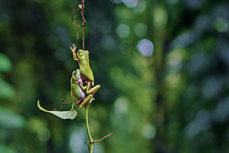frogs, dumpy frogs on twigsのeditorial素材