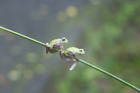 frogs, dumpy frogs on twigsのeditorial素材