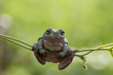 frogs, dumpy frogs on twigsのeditorial素材