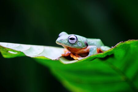 Wallace's flying frogs, frogs, tree frogs on twigsの写真素材