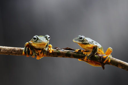 Wallace's flying frogs, frogs, tree frogs on twigs