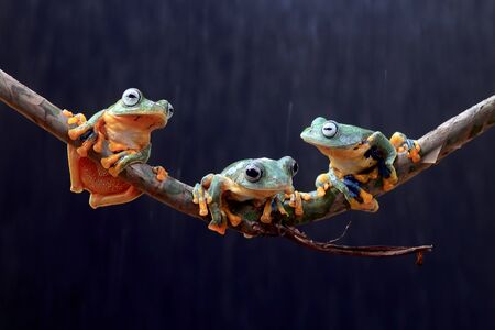 Wallace's flying frogs, frogs, tree frogs on twigsの写真素材