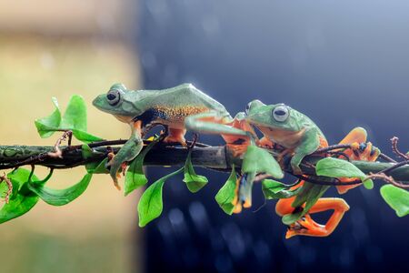 Wallace's flying frogs, frogs, tree frogs on twigsの写真素材