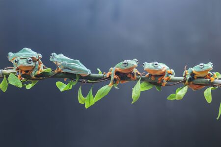 tree frogs fly above the leavesの写真素材