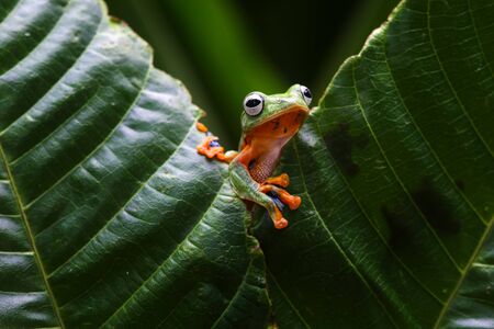 tree frogs fly above the leavesの写真素材
