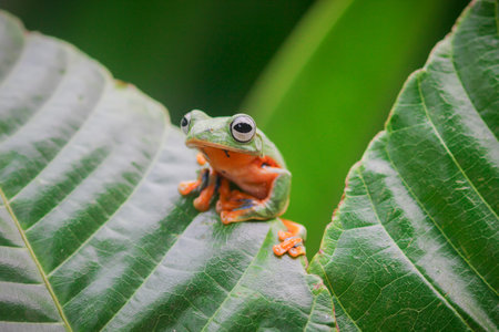 tree frogs fly above the leaves