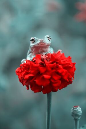 frogs, tree frogs, dumpy frogs in tree branches or flowersの写真素材