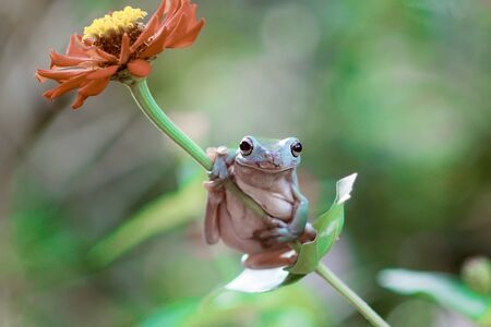frogs, tree frogs, dumpy frogs in tree branches or flowersの写真素材
