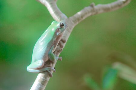 frogs, tree frogs, dumpy frogs in tree branches or flowersの写真素材