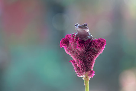 frogs, tree frogs, dumpy frogs in tree branches or flowers
