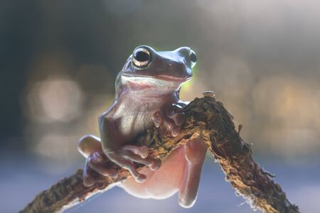 frogs, tree frogs, dumpy frogs in tree branches or flowersの写真素材