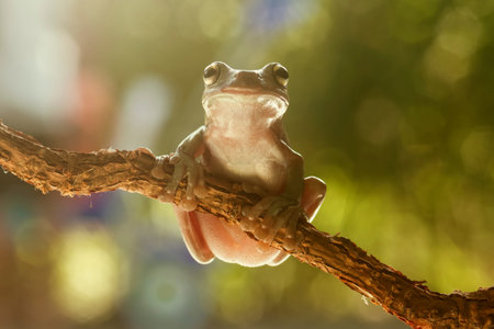 frogs, tree frogs, dumpy frogs in tree branches or flowersの写真素材