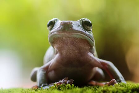 frogs, tree frogs, dumpy frogs in tree branches or flowersの写真素材