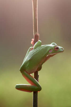frog, tree frog, dumpy frog, green tree frog on a twigの写真素材