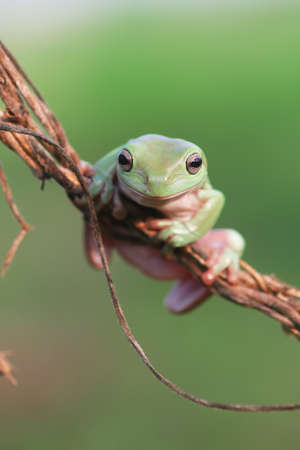 frog, tree frog, dumpy frog, green tree frog on a twigの写真素材