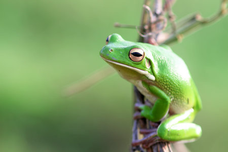 frog, tree frog, dumpy frog, green tree frog on a twig