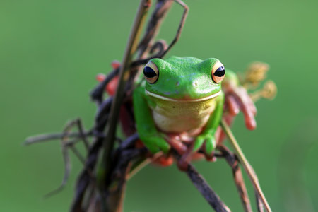 frog, tree frog, dumpy frog, green tree frog on a twig