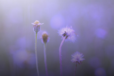bokeh background, background blur of wildflowers taken in the morningの写真素材