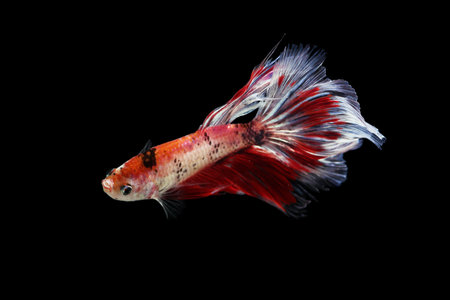 betta fish on black background