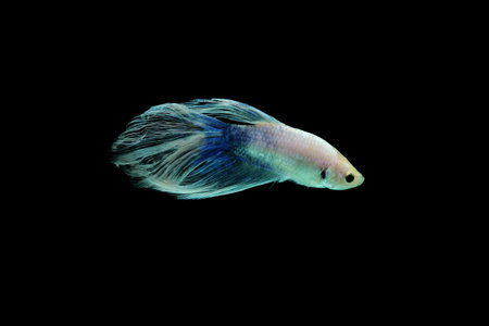 betta fish, betta fish on black background, animals, fish, indonesiaの写真素材