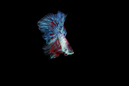 Betta fish, siamese fighting fish, betta splendens isolated on black background, fish on black background, Multi color Siamese fighting fish,の写真素材