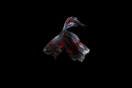 betta fish, betta fish on black background, animals, fish, indonesiaの写真素材