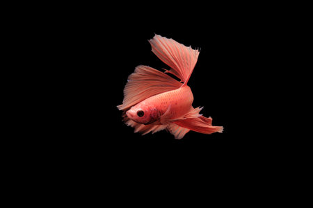 betta fish, betta fish on black background, animals, fish, indonesiaの写真素材