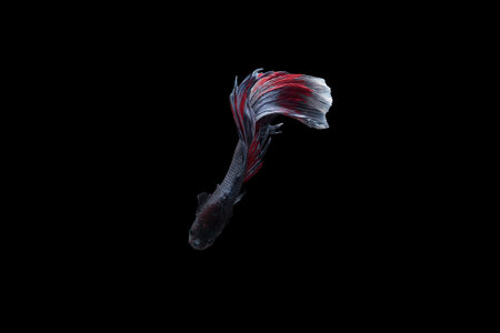 Betta fish, siamese fighting fish, betta splendens isolated on black background, fish on black background, Multi color Siamese fighting fish,の写真素材